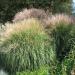 Miscanthus Sinensis Grass - Eulalia