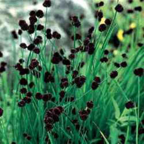 Juncus Hedgehog