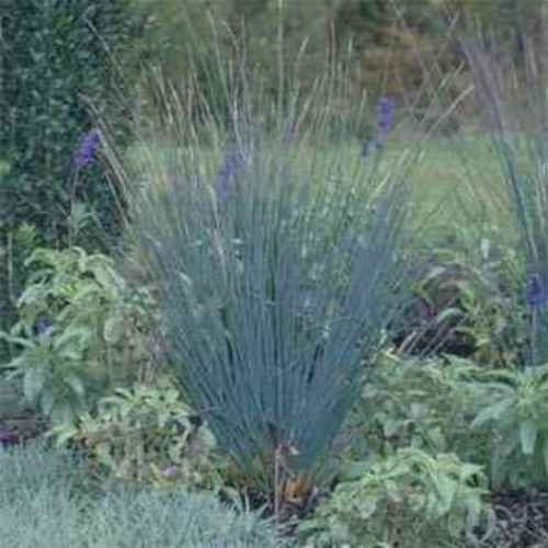 Juncus Patens Carmen's Gray