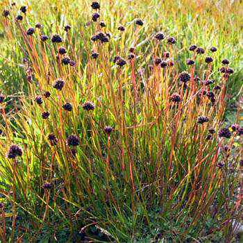 Juncus Ensifolius Starhead