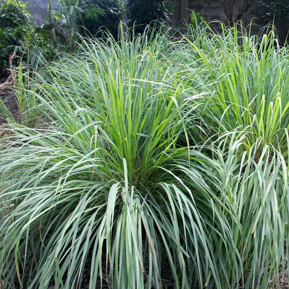 Lemon Grass Seeds Cymbopogon Flexuosus Ornamental Grass Seeds