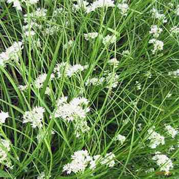 Luzula Nivea Ornamental Grass
