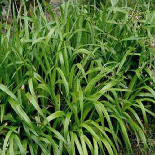 Luzula Sylvatica Ornamental Grass