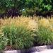 Miscanthus Sinensis Ornamental Grass