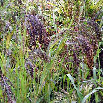 Panic Grass