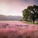Pink Muhly Plant
