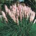 Cortaderia Selloana Pink Pampas Grass
