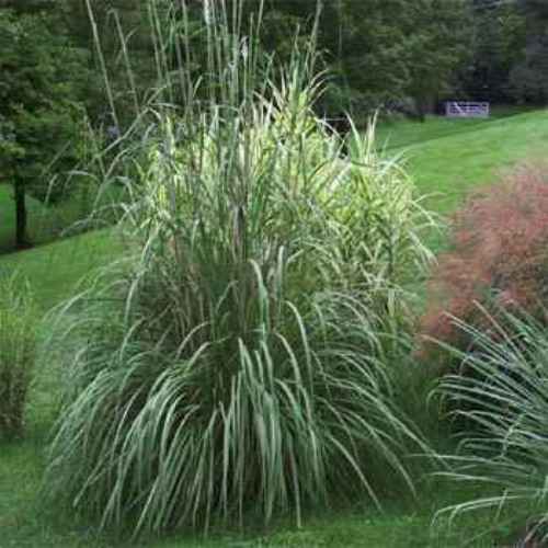 Plume Grass - Erianthus Ravennae