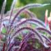 Setaria Italica Red Jewel Ornamental Grass