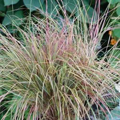Stipa Arundinacea Sirocco