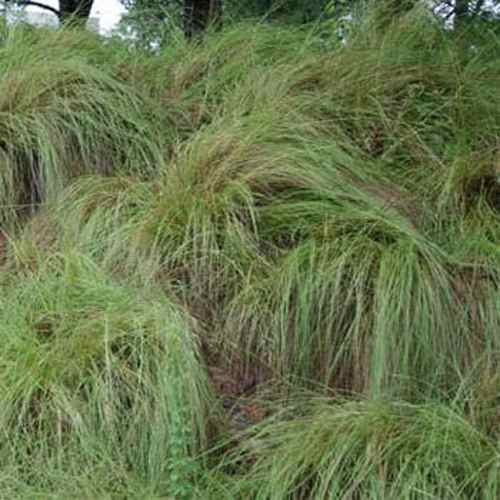 weeping love grass weed control