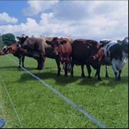 Forage Pasture Grass