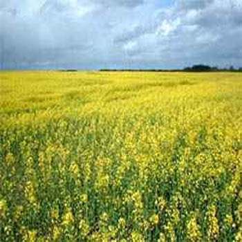 Deer Greens Food Plot Seed