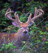 Deer Food Plot