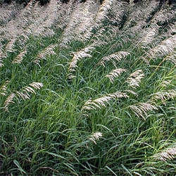 Smooth Brome