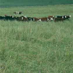Climax Timothy Grass