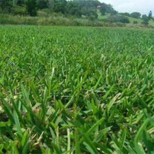 Xeriscape Grass Seed - Native Grasses