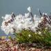 Dianthus Arenarius White Flowers