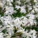 Dianthus Arenarius White Flower Bed
