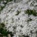 Dianthus Arenarius White Blooms