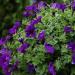 Petunia Alderman Purple Flowers