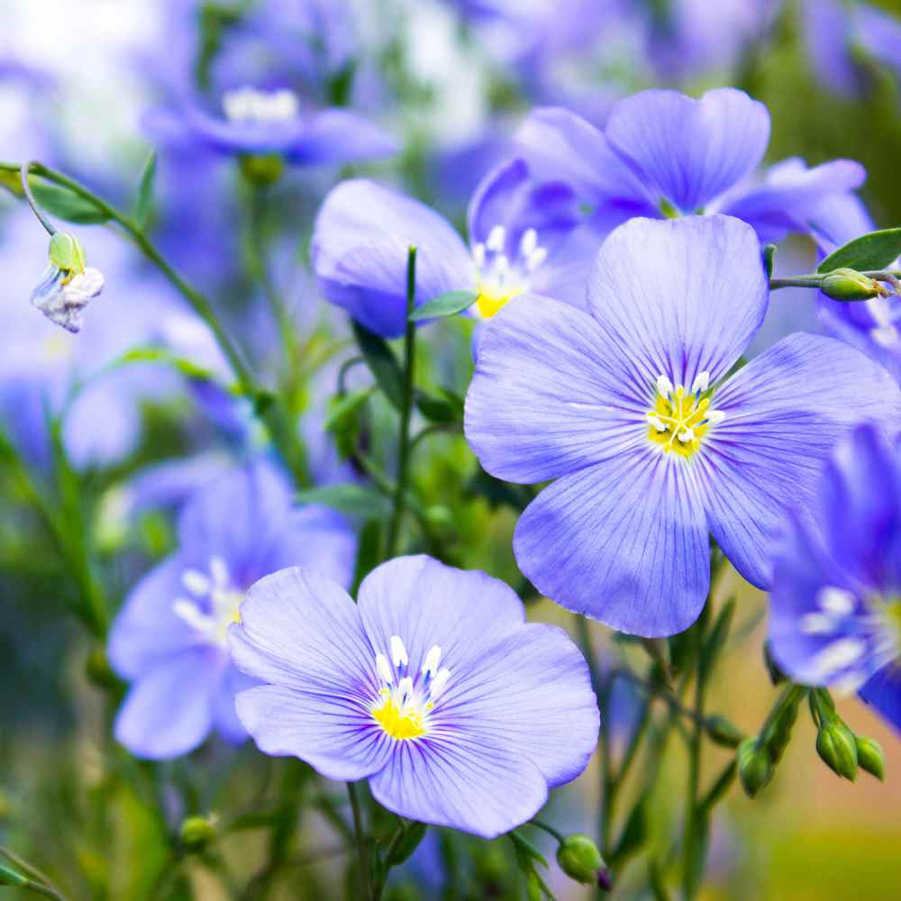 Blue Flax Seeds Linum Perenne Wildflower Seed