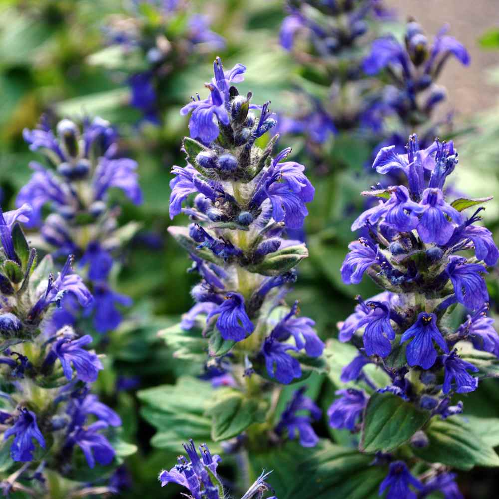 Sage Seeds Blue Sage Wildflower Seeds