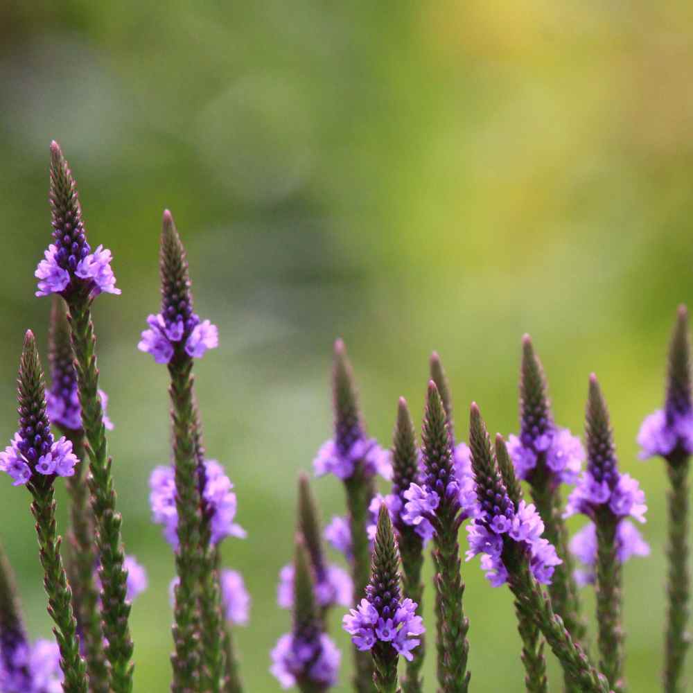 Verbena Seeds Blue Vervain Flower Seed