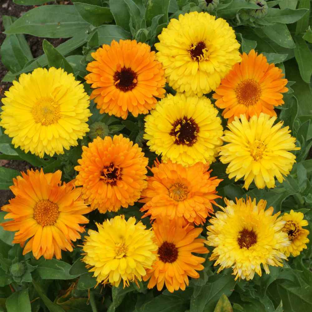 Calendula Seeds - Calendula Officinalis Wild Flower Seed Mix