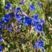 California Bluebell Flowers