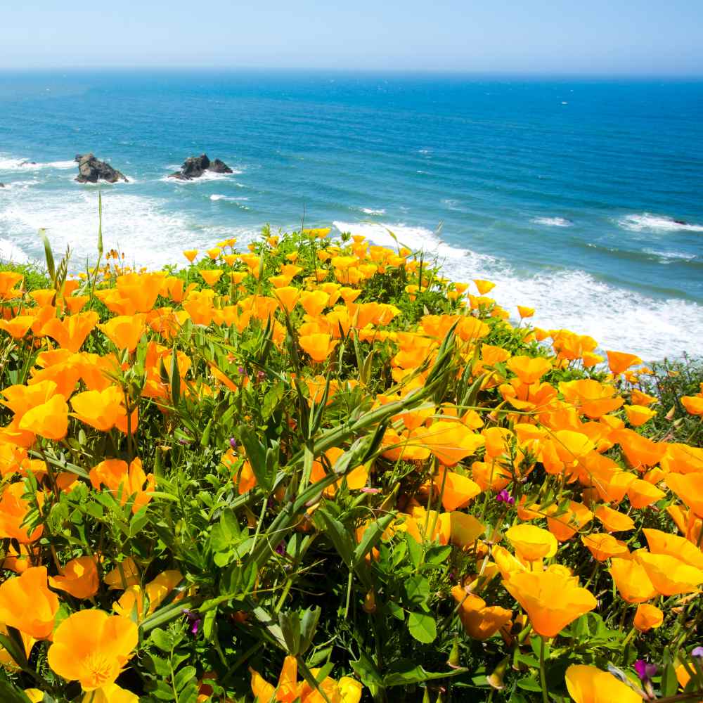 Poppy Seed - California Poppy Wildflower Seeds
