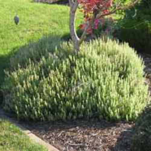 Creeping Thyme Seed