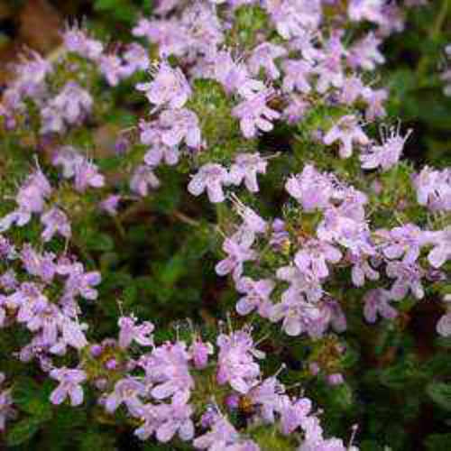 Creeping Thyme