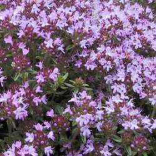 Creeping Thyme Groundcover Seed