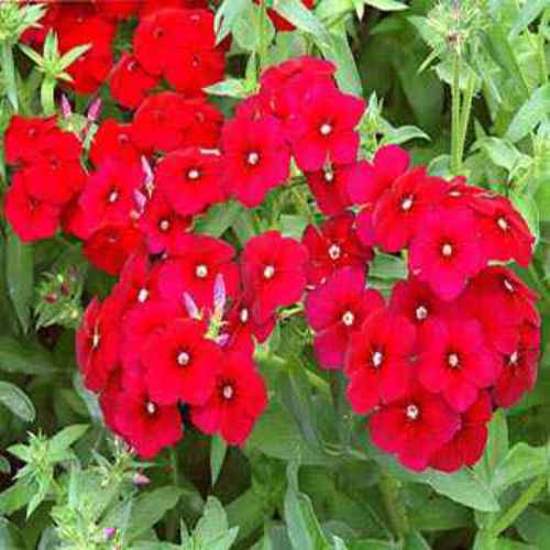 Drummond Phlox
