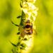 Pollinator Bee On Yellow Foxglove