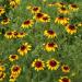 Gloriosa Daisy Wildflower Seed