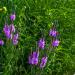Hoary Vervain Plant