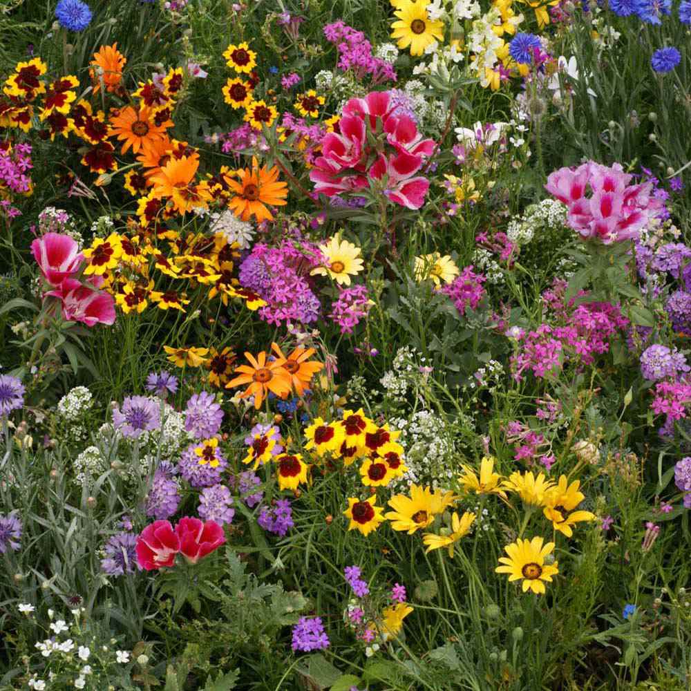 All 26+ Images low-growing plants with yellow flowers Superb All 26+ Images low-growing plants with yellow flowers Superb