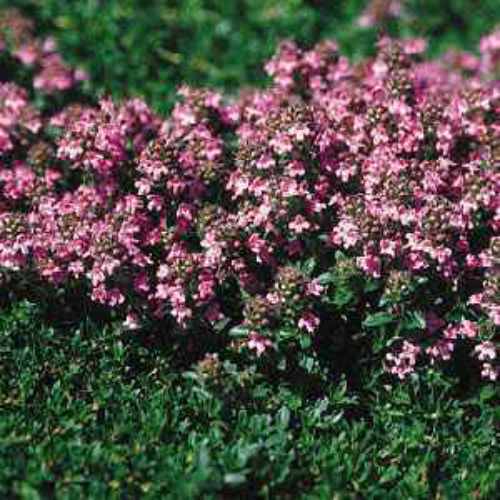 Creeping Thyme Seed