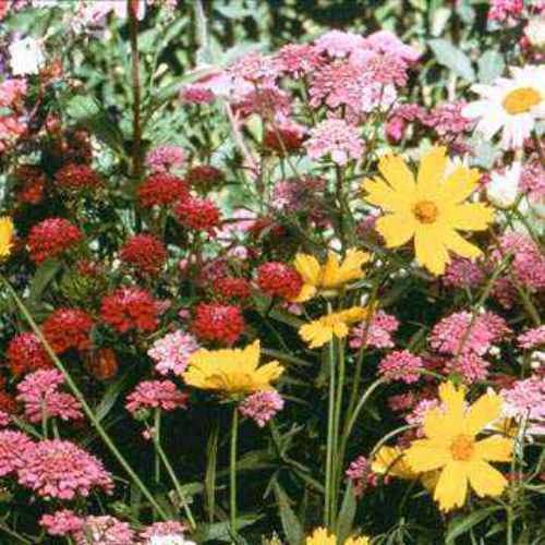 Moist Wild Flower Seeds