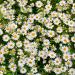 Chrysanthemum Leucanthemum Daisy