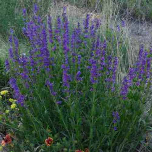 Rocky Mt. Penstemon Wildflower Seed