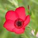 Scarlet Flax Flowers