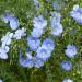Sky Blue Flax Flowers