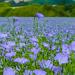 sky blue flax flowers