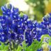 Texas Bluebonnet Flower Field