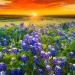 Texas Bluebonnet Wild Flower Seed