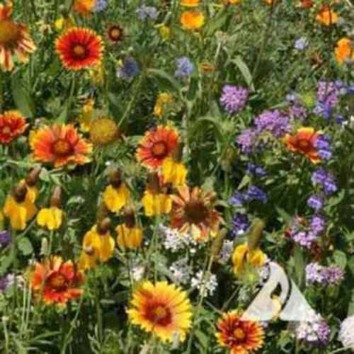 Western Wildflowers