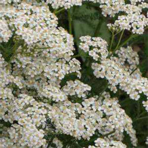 White Yarrow Wild Flower Seed